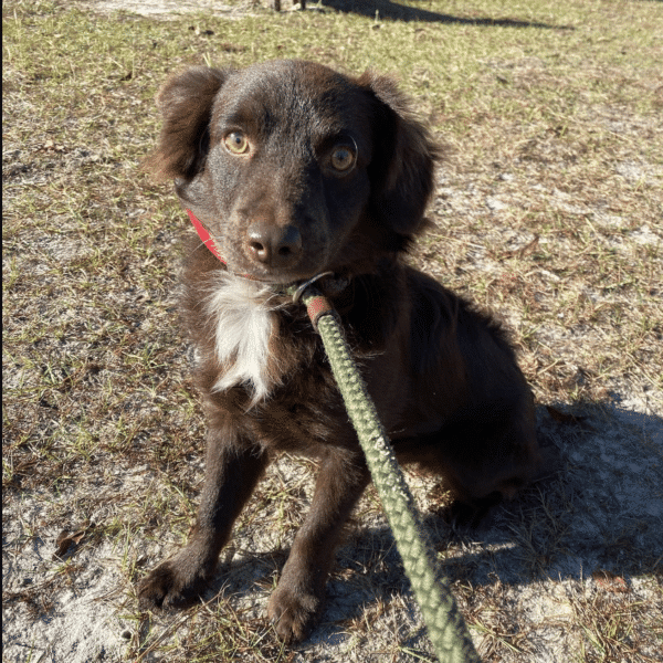 Samwise is a brown & whote Australian Shepherd Border Collie mix. He's 8 mo old and weighs 16 lbs. He's available for adoption at Gimme Shelter Animal Rescue in Sagaponack, NY